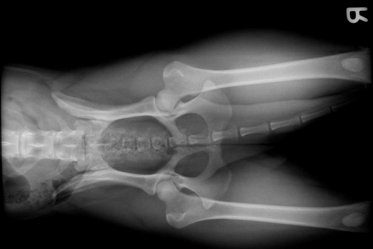 Radiografía diagnóstica de displasia de cadera en perros.